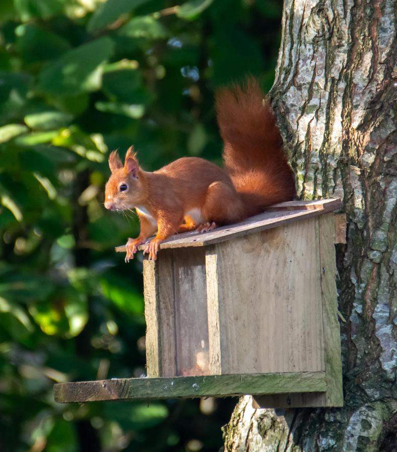 Red Squirrel Holiday Home In The Countryside, 10 Mins To Lligwy Beach Llandyfrydog Exterior foto